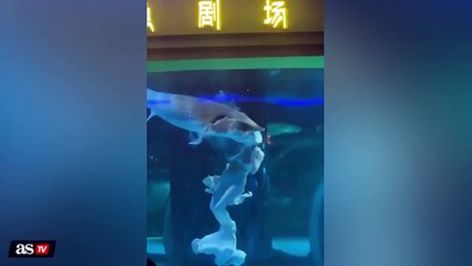 El brutal ataque de un esturión a una mujer que realizaba un espectáculo en un acuario