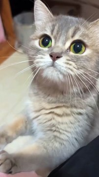 🐾 Get ready for cuteness overload in our latest video featuring the most a