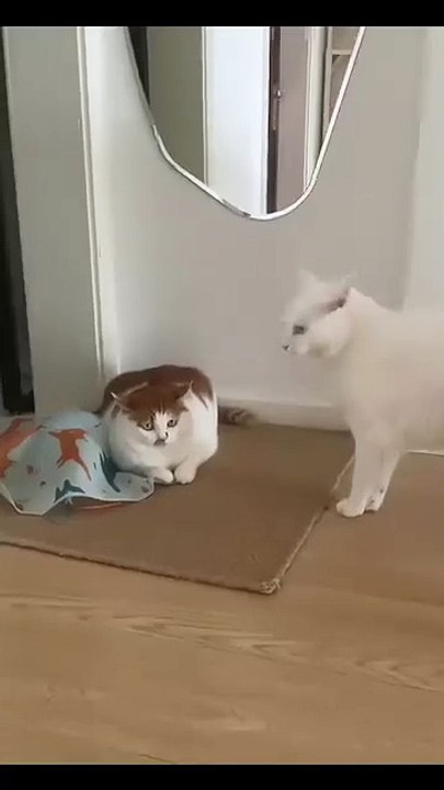 Katzenbabys auf Abenteuer! 20250206