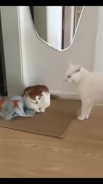 Katzenbabys auf Abenteuer! 20250206