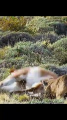 #if there is no struggle,there is no success