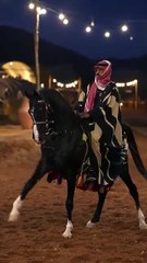 very beautiful horse