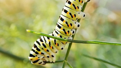 A Tale of Change, Friendship, and Adventure