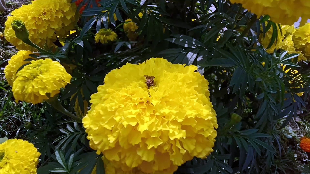 What the hell this bee is searching for...