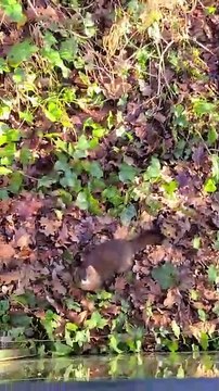 Un nouvel élevage de visons en Dordogne pour sauver l'espèce en danger critique d'extinction