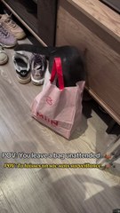 Just casually taking over my stuff 🐱 Juste en train de s’approprier mes affaires 🐱