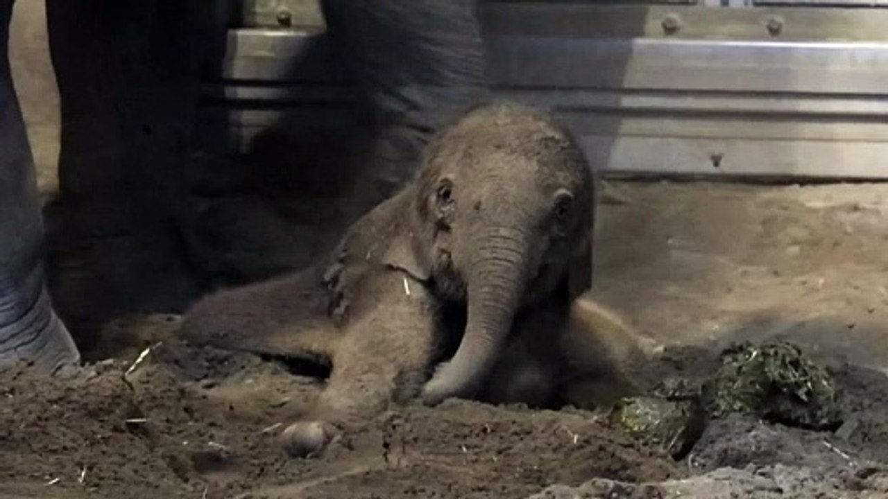 Oregon zoo begrüßt gesundes elefantenbaby