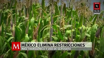 Eliminan restricciones a maíz transgénico y glifosato por T-MEC