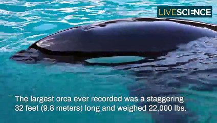 Facts About Orca Killer Whales