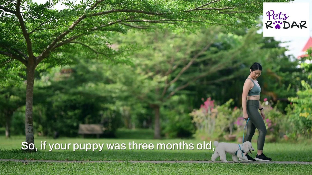 How Long Do You Walk Your Puppy?