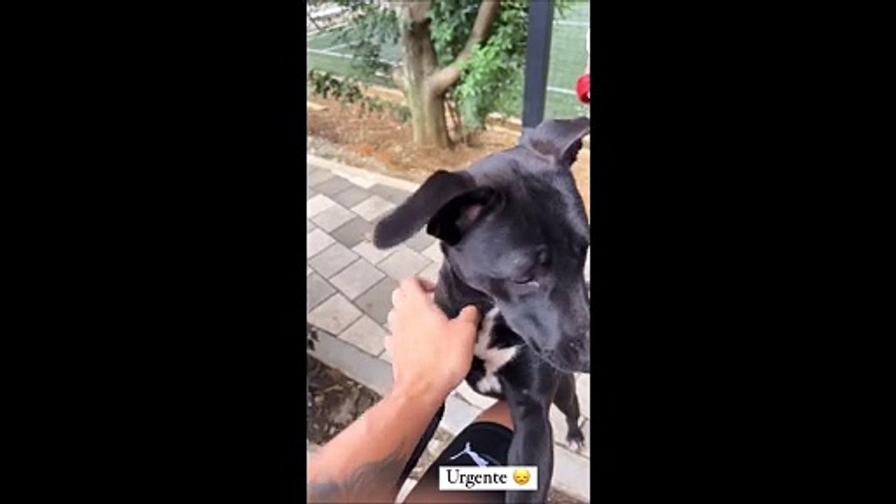 "¡Encontrada en Bello! ¿Es tu perrita?