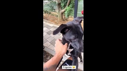 "¡Encontrada en Bello! ¿Es tu perrita?