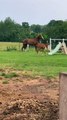 Foal Stumbles and Collapses on Ground While Trying To Walk