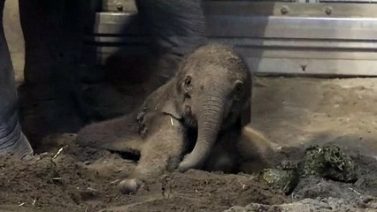 نمایش عمومی نخستین گام‌های بچه فیل آسیایی ۵ روزه در باغ وحش اورگان آمریکا