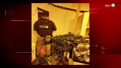 Desmantelan invernadero de marihuana en Puerto Vallarta