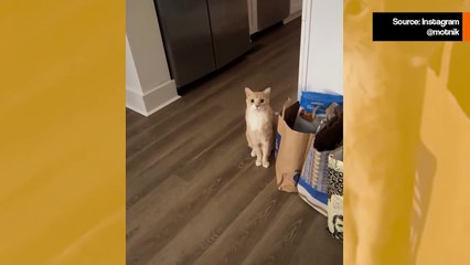 Hulvaton video: "Laulava" kissa vuorovaikuttaa kitaristin kanssa