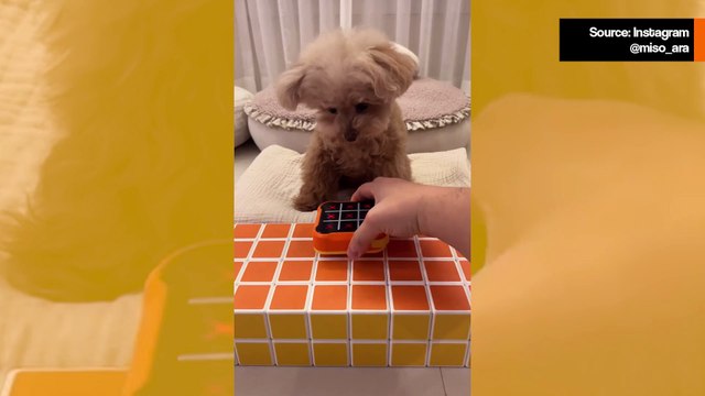 Hulvaton video: Pieni koira häviää ristinollapelin ja suuttuu