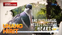 Negros Bleeding Heart Pigeon, nanganganib nang maubos | Unang Hirit