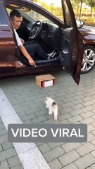 New!!! Ajak Kucing Naik Mobil