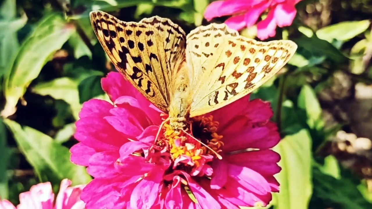 So Beautiful Butterflies at Flowers | Butterflies at Flowers in Garden #butterfly #butterflies