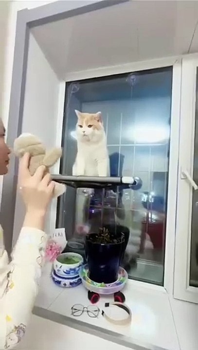 Katze im Karton! 20250207