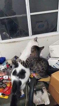 El gato pernanca y su gatito chamacorron se divierten se la pasan jugando mientras perparo el cafe