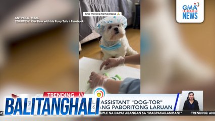 Shih Tzu, nag-ala assistant "dog-tor" habang inaayos ang  paboritong laruan | Balitanghali