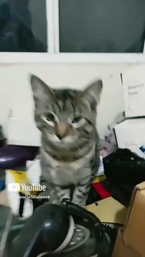 el gatito chamacorron llega a visitarme a la oficina mientras preparo un cafe #shorts #animales #pet