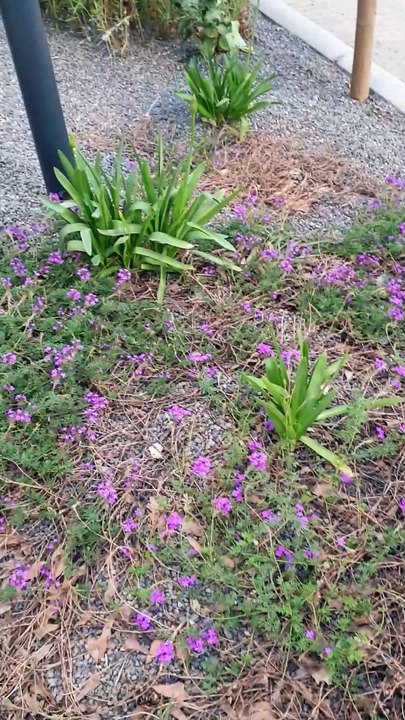 Bicentennial Park’s Beautiful Educational Gardens 🌸🇨🇱