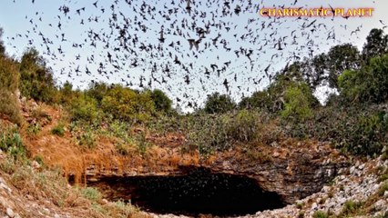 Bracken Bat Cave: Home to the World's Largest Bat Colony – Nature’s Hidden Wonder