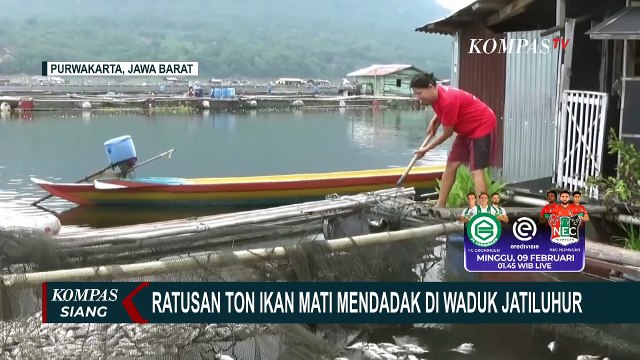 Ratusan Ton Ikan Mati Mendadak di Waduk Jatiluhur, Pemilik Kolam Rugi Hingga Rp 200 Juta