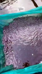 Bibit lele beda indukan apakah boleh penempatan nya disatukan disatu kolam❓