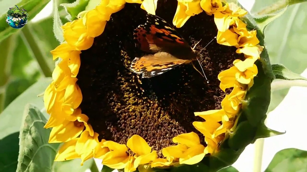 Watch Fascinating Butterfly  | 02 |