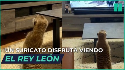 “¡Ese soy yo!”: la épica reacción de un suricato mientras disfruta de ‘El Rey León’