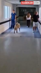 Bakanlık 81 ile yazı gönderdi: Hastanelerde sahipsiz hayvan olmayacak