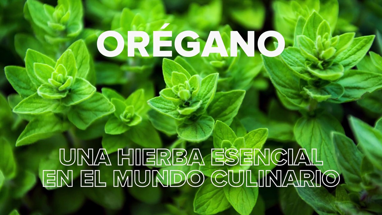 Orégano: una hierba esencial en el mundo culinario
