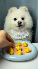 The puppy eats immersively to heal and relieve stress. Today he eats popcorn.