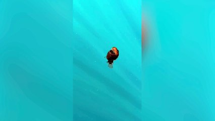 Avistamiento único de un diablo negro en aguas del archipiélago canario