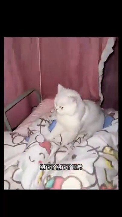 Welpe jagt seinen Schwanz! 20250207