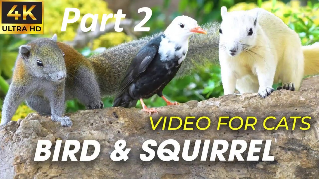 Bird Watching - Interactive Cat Videos For Cats To Watch - Birds For ...