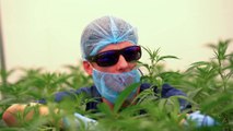 Inside secret £10m medicinal cannabis factory - guarded by ex-soldiers