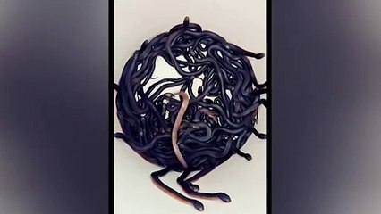 Equipe encontra 102 cobras venenosas em quintal de casa na Austrália
