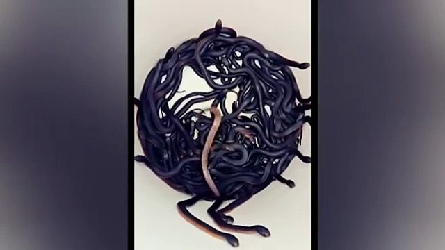 Equipe encontra 102 cobras venenosas em quintal de casa na Austrália