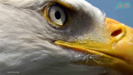 Đại Bàng Đầu Trắng - Kẻ Săn Mồi Bất Bại Giữa Thiên Nhiên Khắc Nghiệt