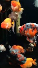 My Goldfish Collection