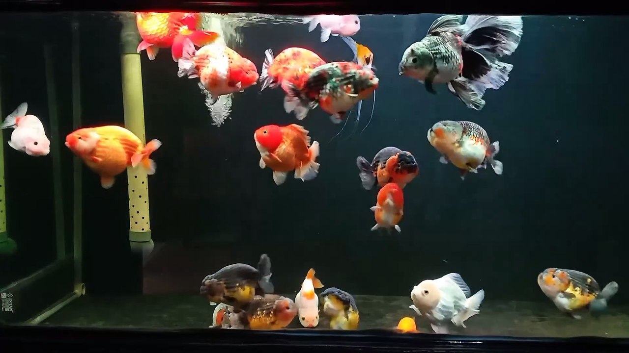 My Gold Fish Collection