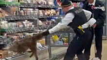 Vídeo espectacular en Aldi: un enorme animal aparece entre los estantes