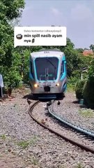 Si Biru Mau Nabrak Ayam 😂😂😂