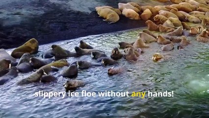 Fun Walrus Facts, Why Do Walruses Have Giant Tusks?