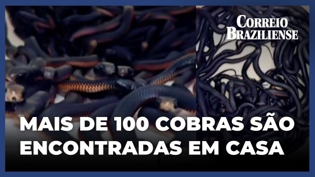 Equipe de caçadores encontra 102 cobras venenosas em quintal de casa na Austrália